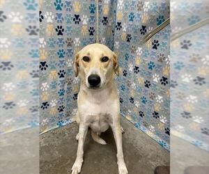 Labrador Retriever-Unknown Mix Dogs for adoption in Rosenberg, TX, USA