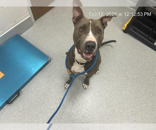 Medium Photo #1 American Pit Bull Terrier Puppy For Sale in Ocala, FL, USA