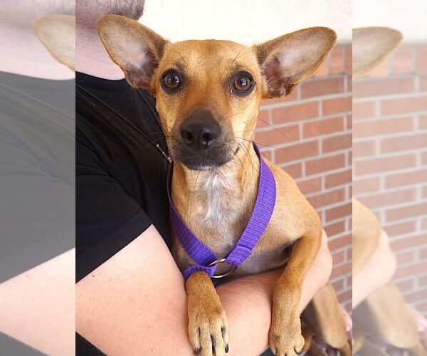 Medium Photo #2 Chihuahua-Unknown Mix Puppy For Sale in Carrollton, TX, USA