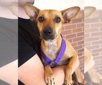 Small #1 Chihuahua Mix