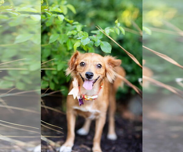 Medium Photo #9 Chiweenie Puppy For Sale in Corona, CA, USA