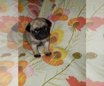Puppy Georgia Pug