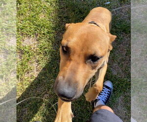 Lola - Female American Staffordshire Terrier-Unknown Mix Dog for Adoption - Photo #4