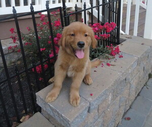 Golden Retriever Puppy for sale in MECHANICSVILLE, MD, USA