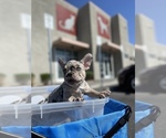 Small Photo #2 French Bulldog Puppy For Sale in VICTORVILLE, CA, USA