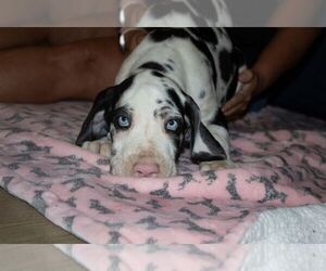 Great Dane Puppy for sale in WAKE FOREST, NC, USA