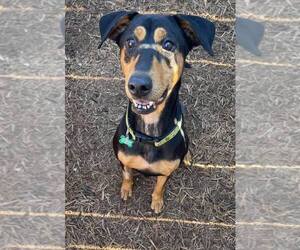 Madeline - Female Doberman Pinscher-Pointer Mix Dog for Adoption - Photo #15