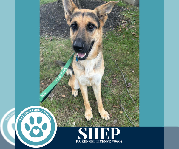 Medium Photo #3 German Shepherd Dog Puppy For Sale in Kimberton, PA, USA