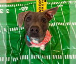 Small #24 American Pit Bull Terrier-Chihuahua Mix