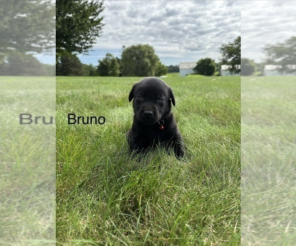 Medium Photo #16 Labrador Retriever Puppy For Sale in FREDERICKSBG, OH, USA