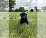 Small #15 Labrador Retriever