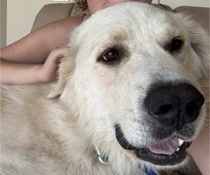 Father of the Great Pyrenees puppies born on 03/11/2025