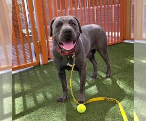 Mutt Dogs for adoption in Las Vegas, NV, USA