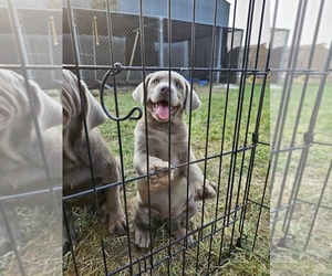 Labrador Retriever Puppy for sale in ROYAL CITY, WA, USA