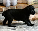 Small #1 Labrador Retriever Mix