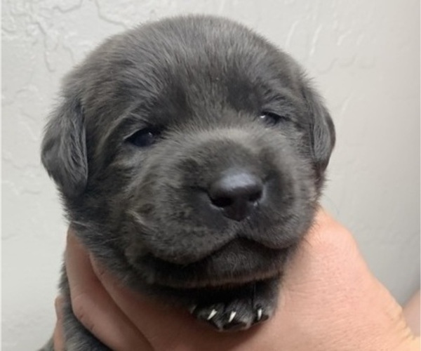 Medium Photo #2 Labrador Retriever Puppy For Sale in QUEEN CREEK, AZ, USA