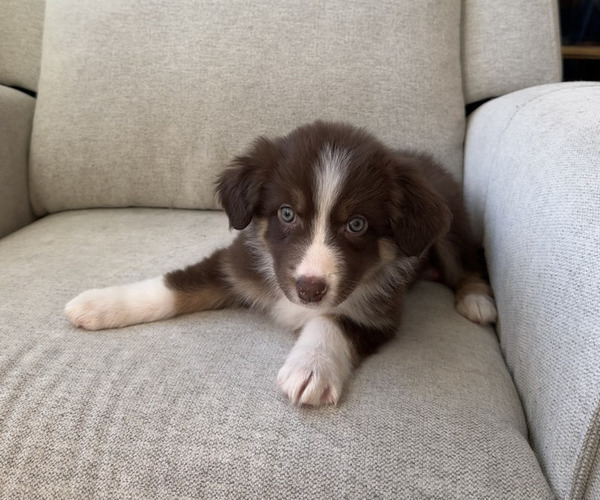 Medium Photo #1 Australian Shepherd Puppy For Sale in WAREHAM, MA, USA