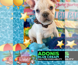 French Bulldog Puppy for sale in HEATHROW, FL, USA