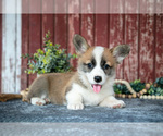 Small #1 Pembroke Welsh Corgi