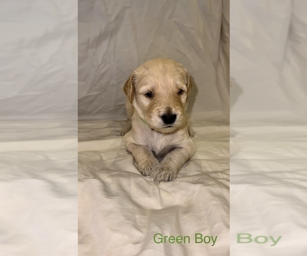Medium Photo #2 Goldendoodle Puppy For Sale in LUMBERTON, NC, USA