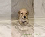 Small Photo #2 Goldendoodle Puppy For Sale in LUMBERTON, NC, USA