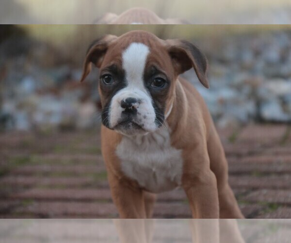 Medium Photo #1 Boxer Puppy For Sale in SHIPSHEWANA, IN, USA