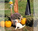 Small Photo #1 Labradoodle Puppy For Sale in ADRIAN, MO, USA