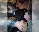 Small Photo #20 German Shepherd Dog Puppy For Sale in FRANKLIN, GA, USA