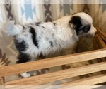 Small #8 Shetland Sheepdog