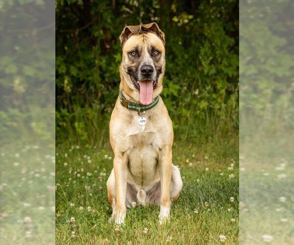 Medium Photo #1 Akita-Great Dane Mix Puppy For Sale in Forestville, MD, USA