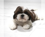 Small #5 Shih Tzu