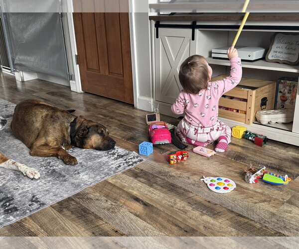 Medium Photo #2 Mutt Puppy For Sale in Fenton, MO, USA