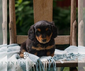 Dachshund Puppy for sale in EAST EARL, PA, USA