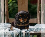 Small Dachshund