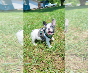 French Bulldog Puppy for sale in KANSAS CITY, MO, USA