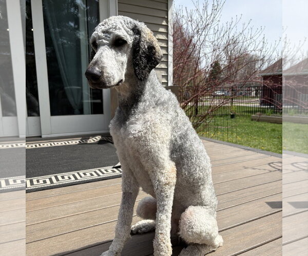 Medium Photo #2 Poodle (Standard) Puppy For Sale in Fargo, ND, USA