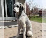 Small #1 Poodle (Standard)