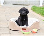 Small #2 Labrador Retriever
