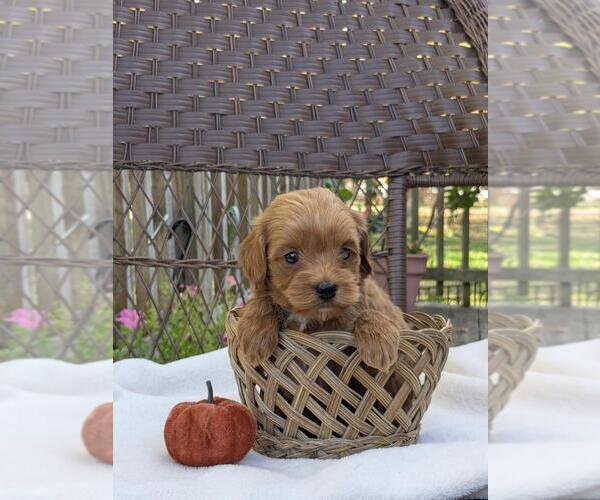 Medium Photo #28 Cock-A-Poo-Poodle (Miniature) Mix Puppy For Sale in SALEM, MO, USA