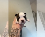 Puppy Puppy5Jeremiah Boston Terrier