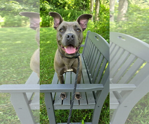 Medium Photo #10 Mutt Puppy For Sale in Rockaway, NJ, USA