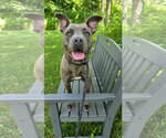 Small #9 Mutt
