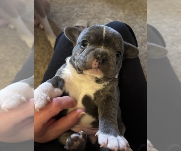 Medium Photo #7 French Bulldog Puppy For Sale in VIRGINIA BEACH, VA, USA