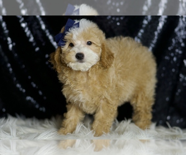 Medium Photo #3 Poodle (Toy) Puppy For Sale in WARSAW, IN, USA