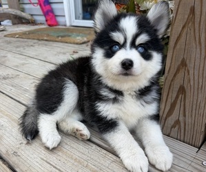 Pomsky Puppy for sale in HUBERT, NC, USA