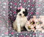 Small Photo #1 Bernedoodle (Miniature) Puppy For Sale in GLEN ROCK, PA, USA