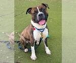 Small #2 Bullboxer Pit