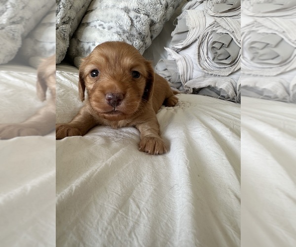 Medium Photo #10 Dachshund Puppy For Sale in SAN DIEGO, CA, USA
