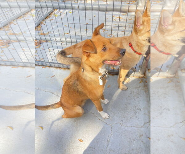 Medium Photo #9 Mutt Puppy For Sale in San Diego, CA, USA