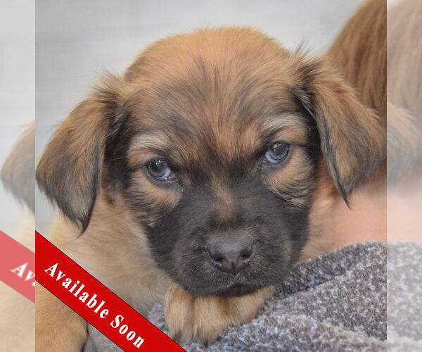 Medium Photo #1 Boxador Puppy For Sale in Huntley, IL, USA